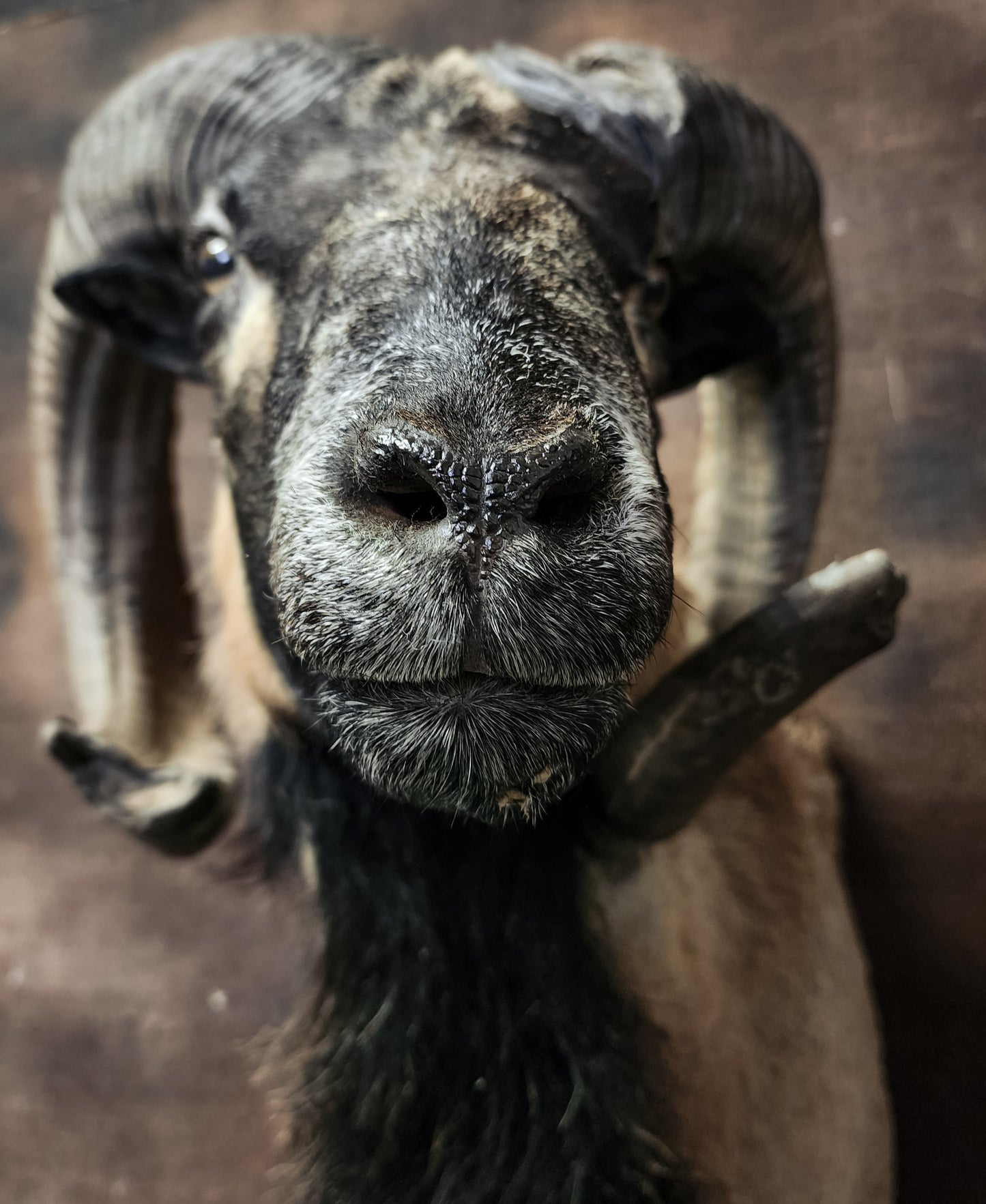 Taxidermy Ram Shoulder Mount