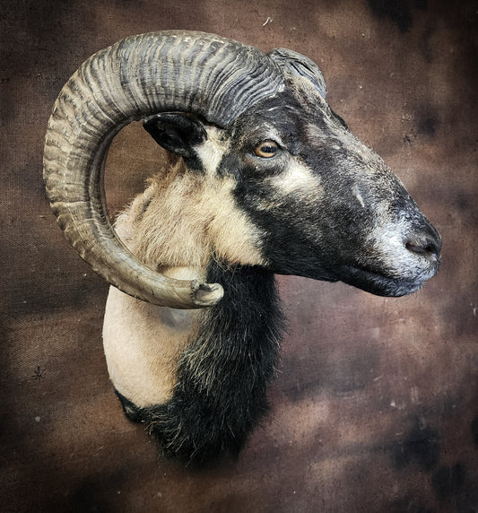 Taxidermy Ram Shoulder Mount