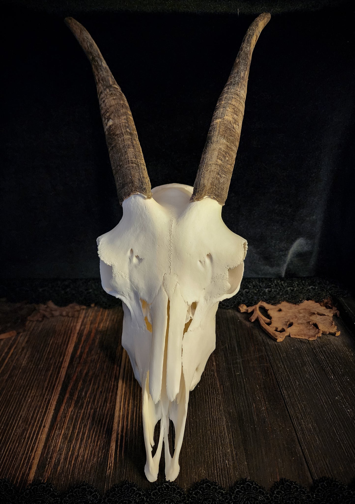 Goat Skull, Real Bone