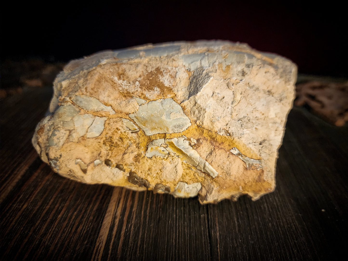 Fossilized Oreodont Partial Skull