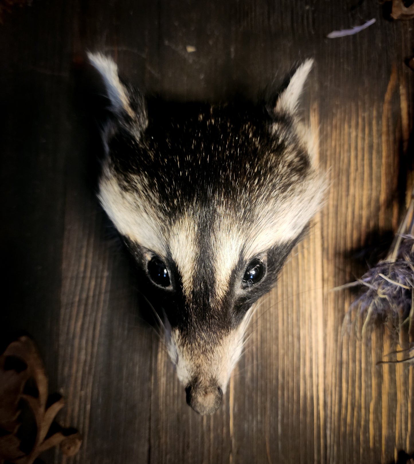 Mummified Raccoon Head