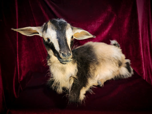 Full Body Baby Goat Taxidermy Mount