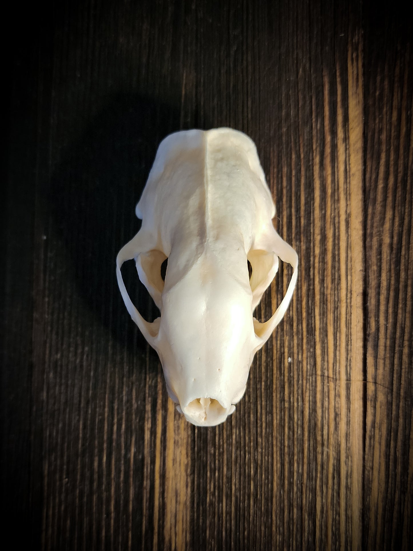 Skunk Skull, Real Bone
