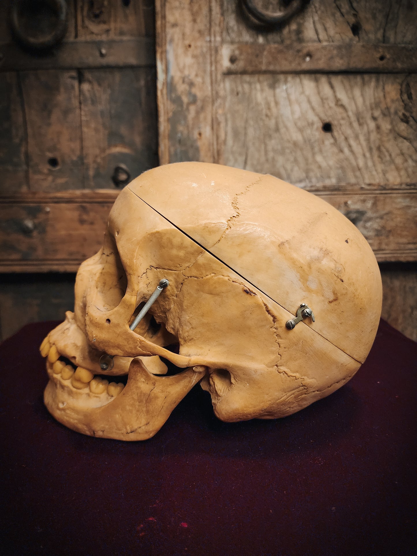 Vintage Replica Medical Skull Model