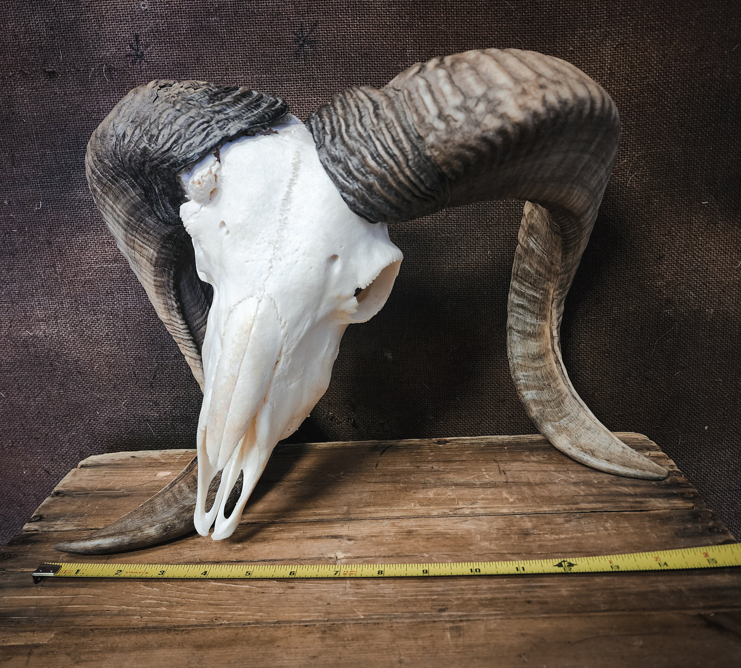 Unusual Ram Skull, Real Bone/Horns