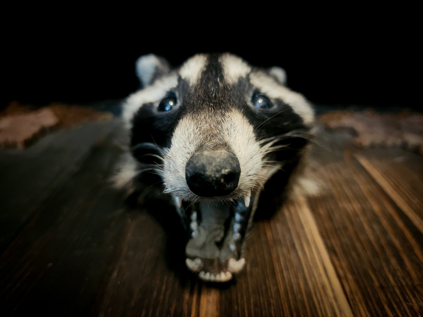 Mummified Raccoon Head