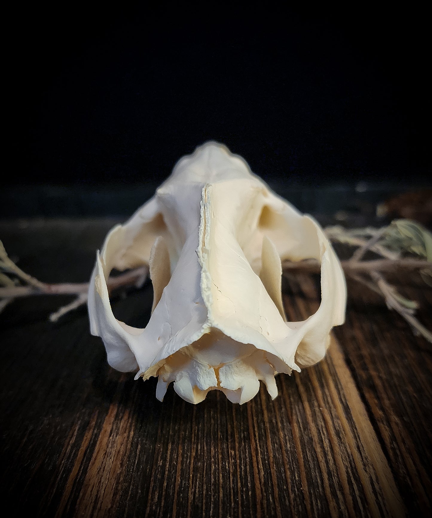 Opposum Skull, Real Bone