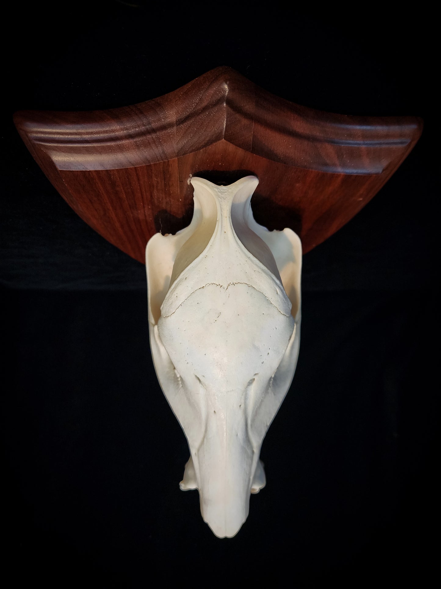 Javelina Skull Mount, Real Bone