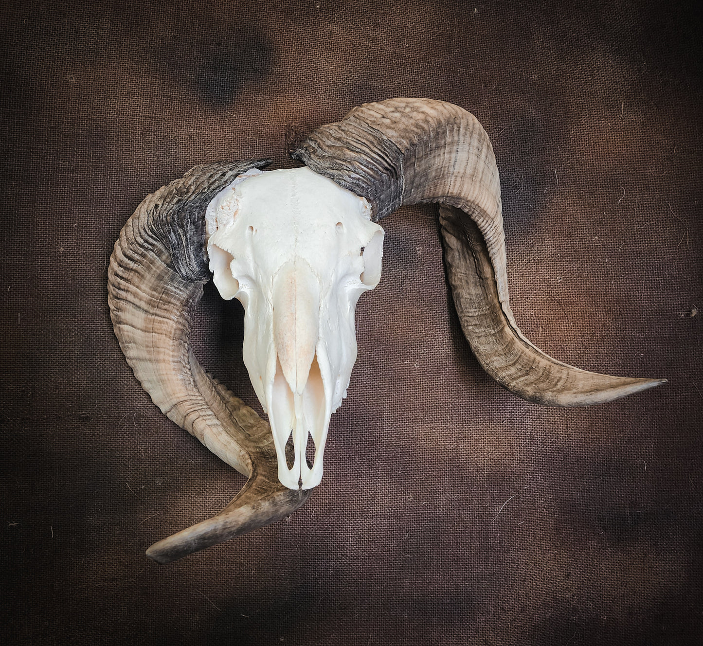 Unusual Ram Skull, Real Bone/Horns