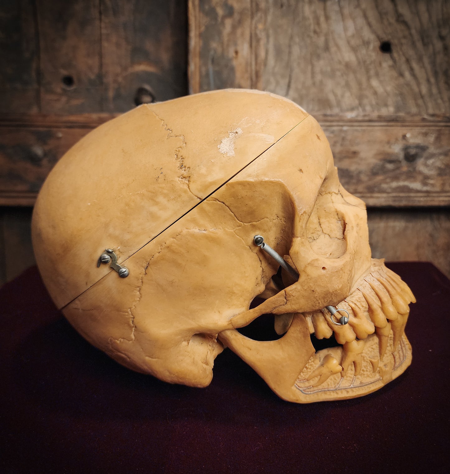 Vintage Replica Medical Skull Model