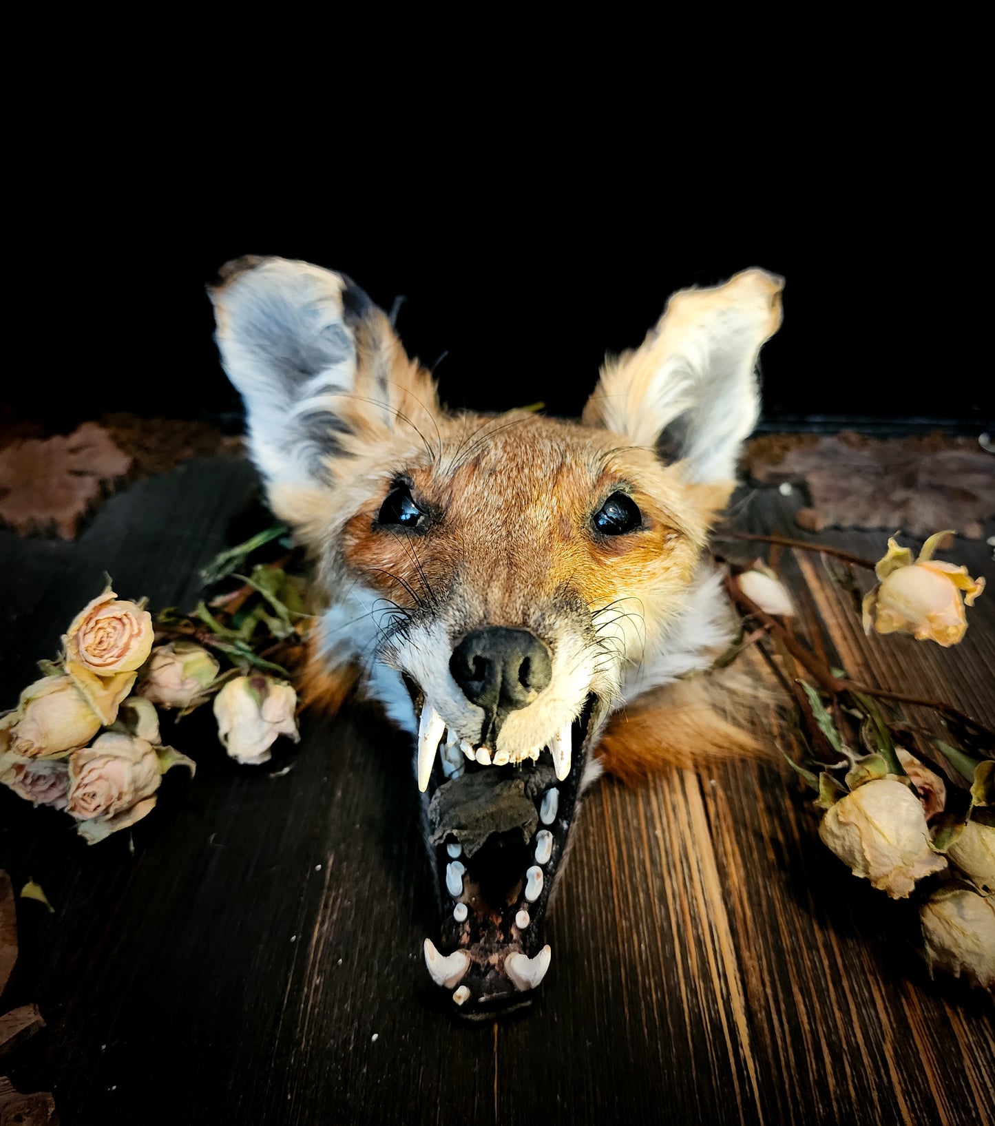 Mummified Fox Head