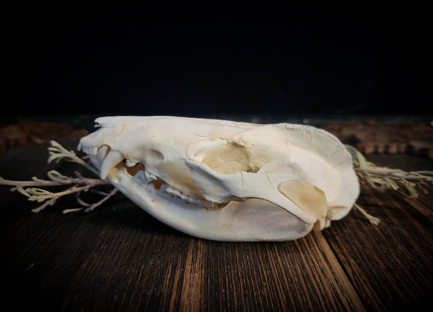 Opposum Skull, Real Bone