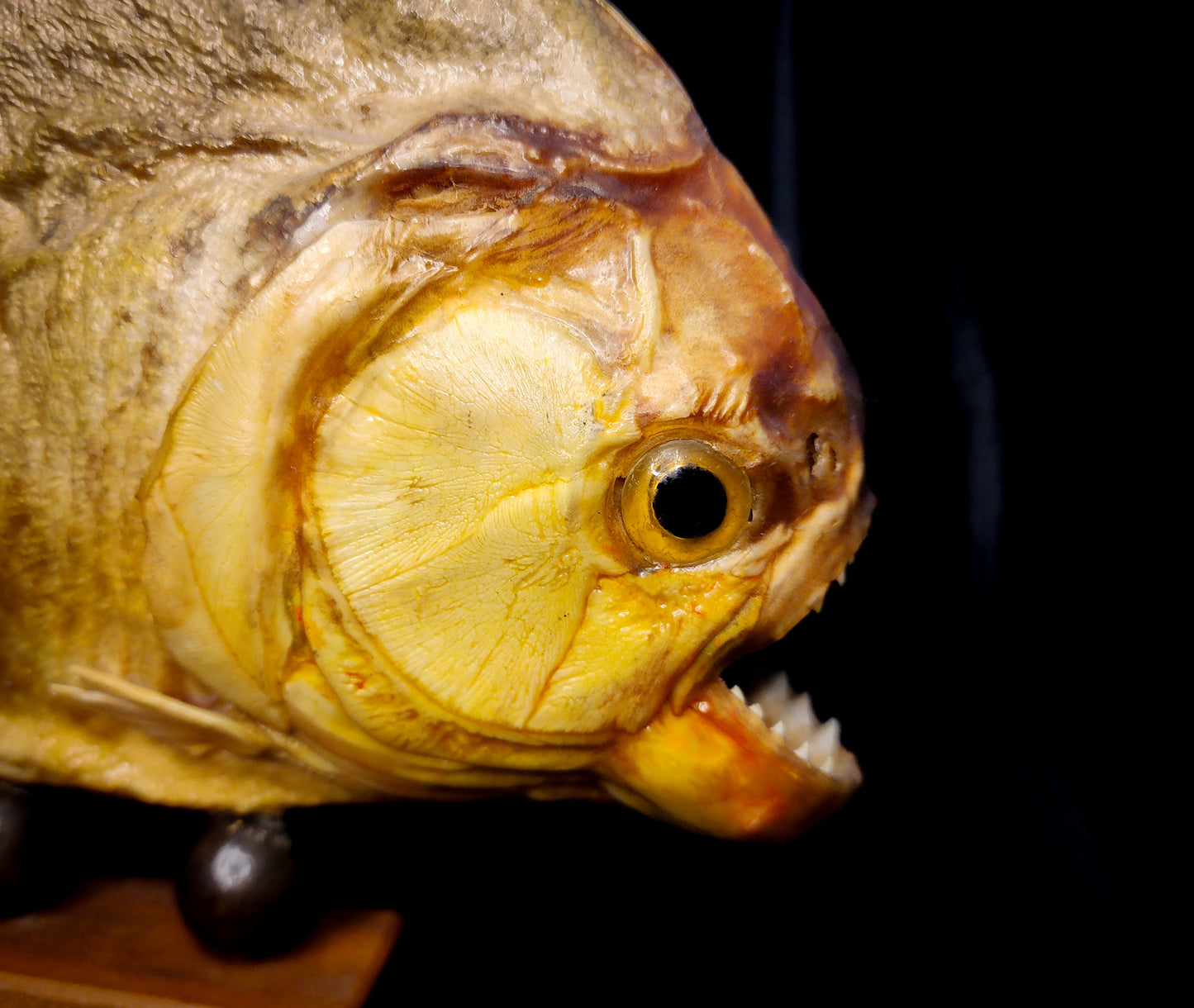 Large Vintage Taxidermy Piranha