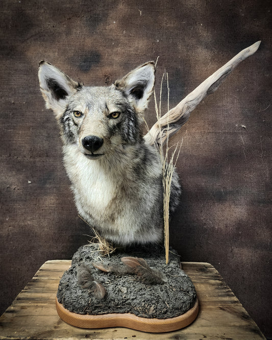 Coyote Shoulder Mount