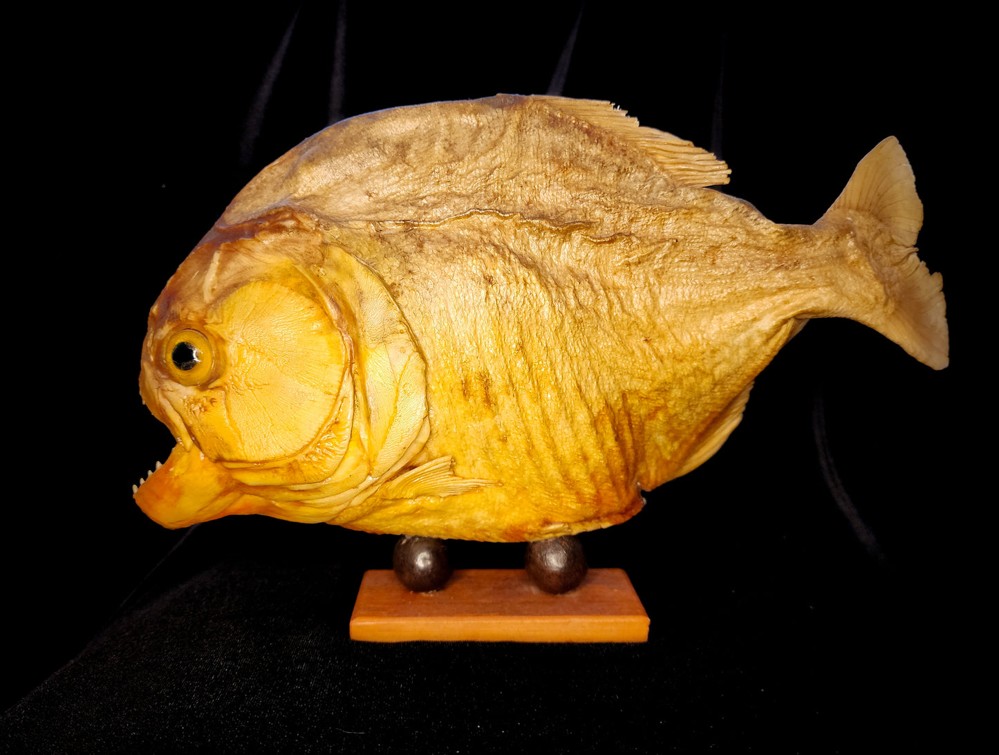 Large Vintage Taxidermy Piranha