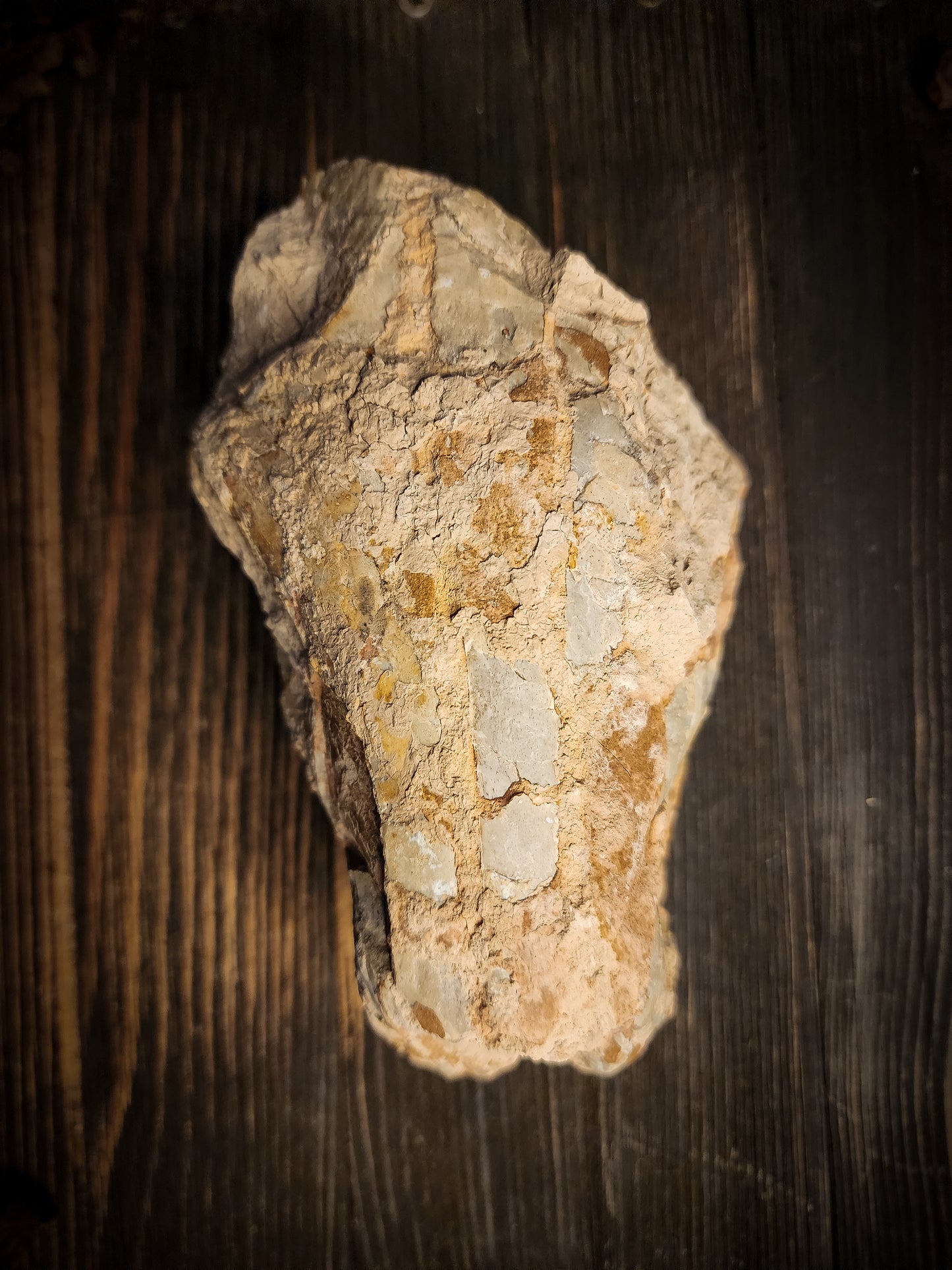 Fossilized Oreodont Partial Skull