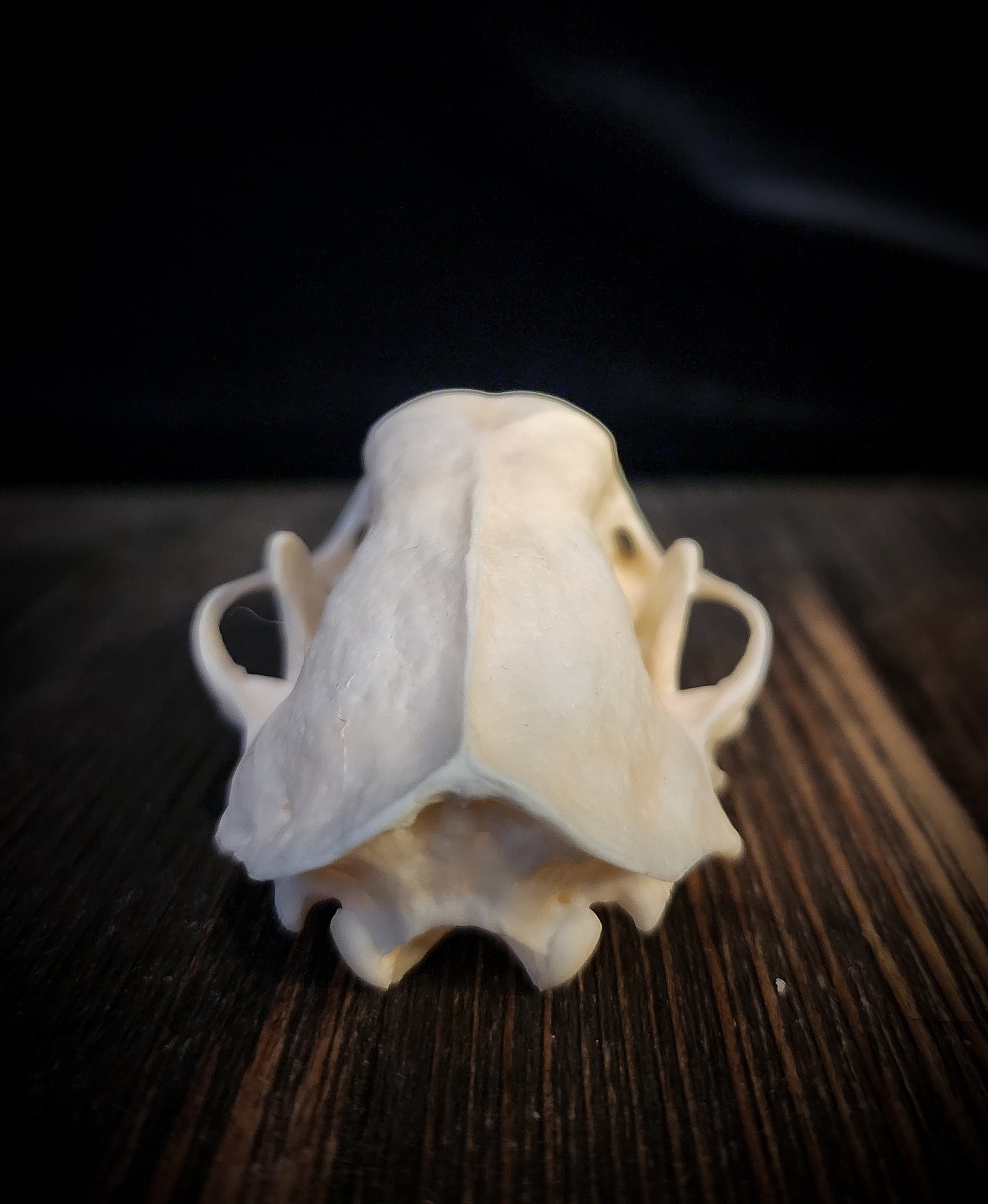 Skunk Skull, Real Bone