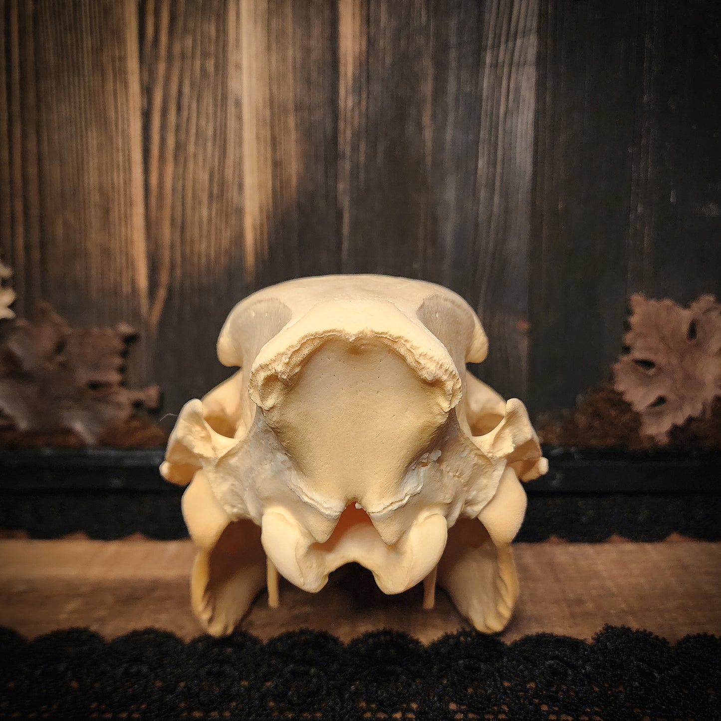 Hog Skull, Real Bone