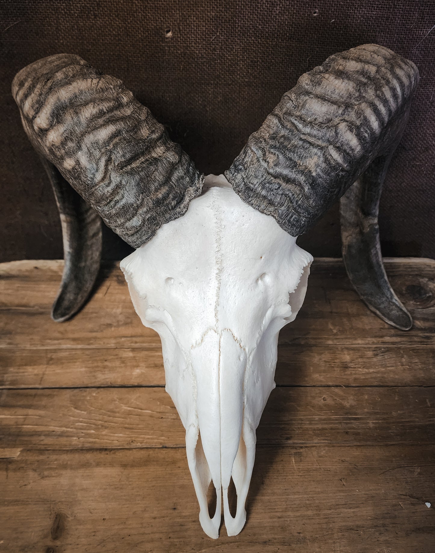 Authentic Ram Skull