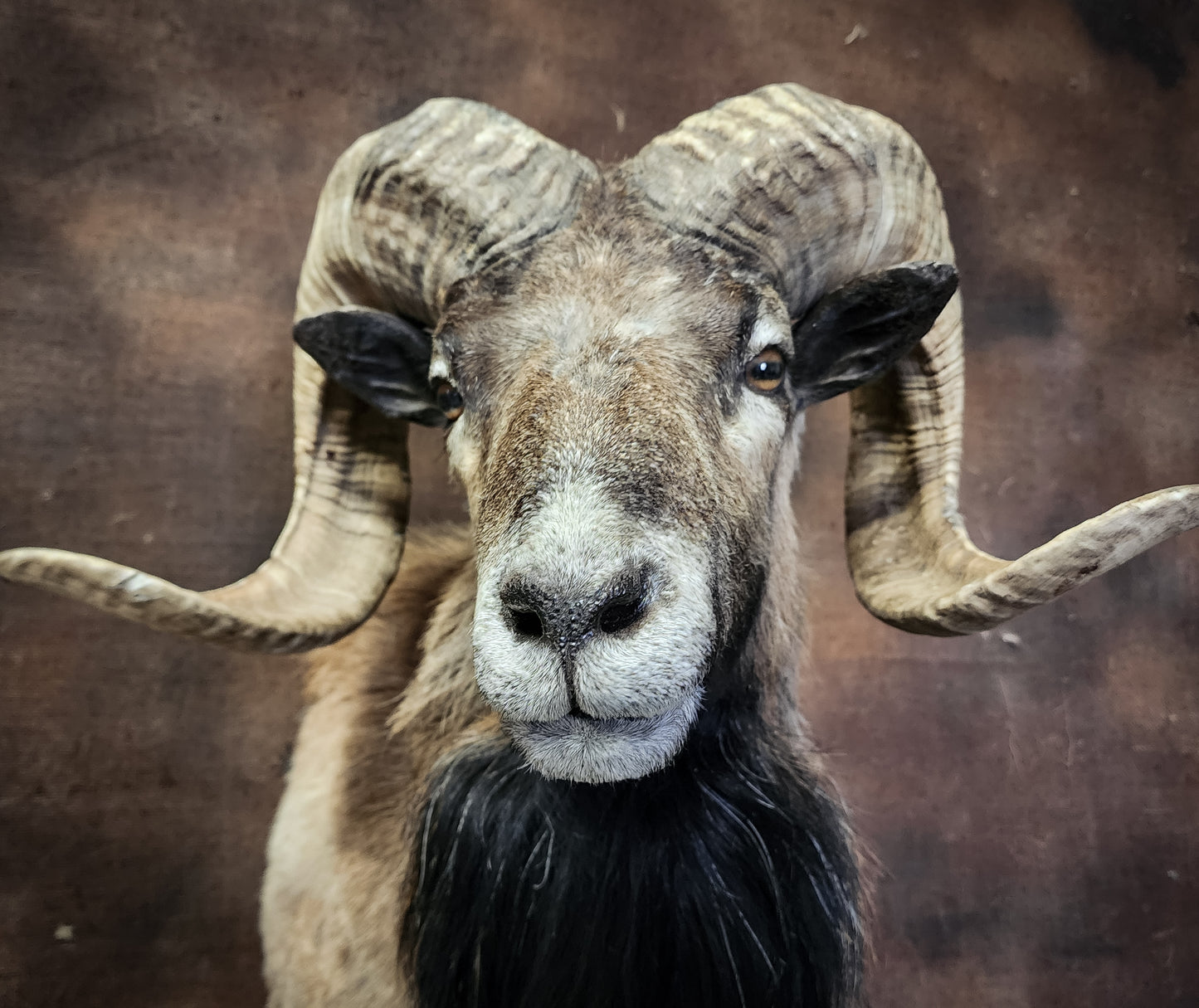 Taxidermy Ram Shoulder Mount