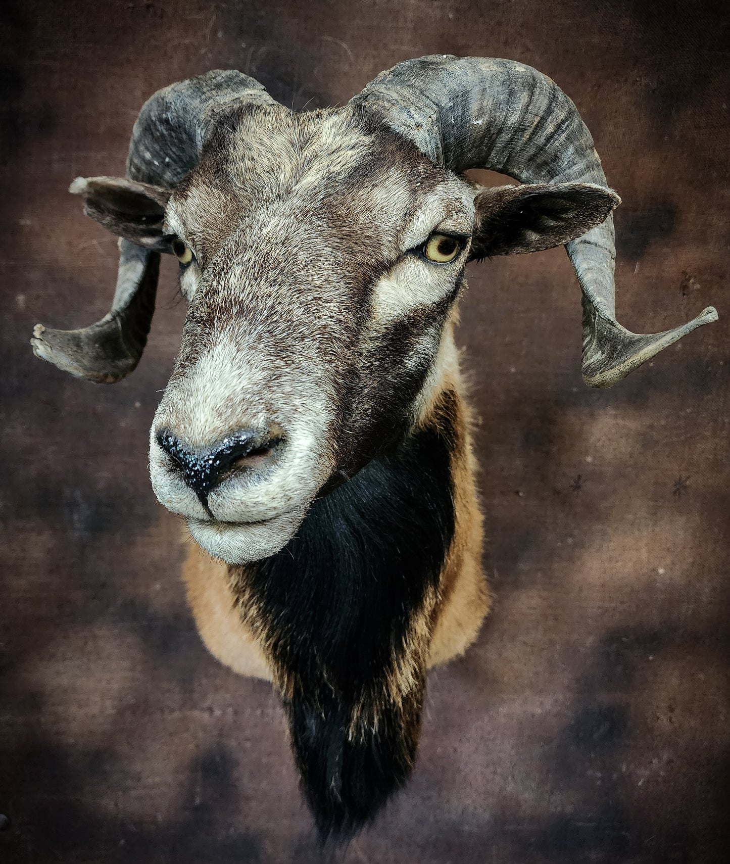 Ram Taxidermy Shoulder Mount