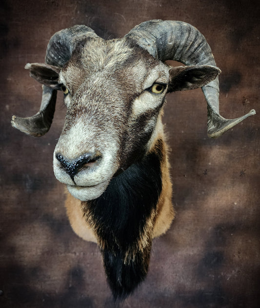 Ram Taxidermy Shoulder Mount