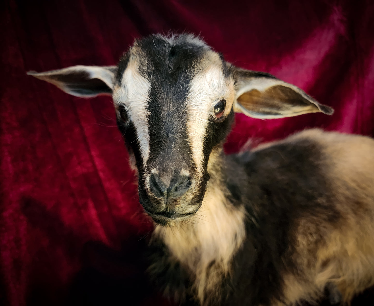 Full Body Baby Goat Taxidermy Mount