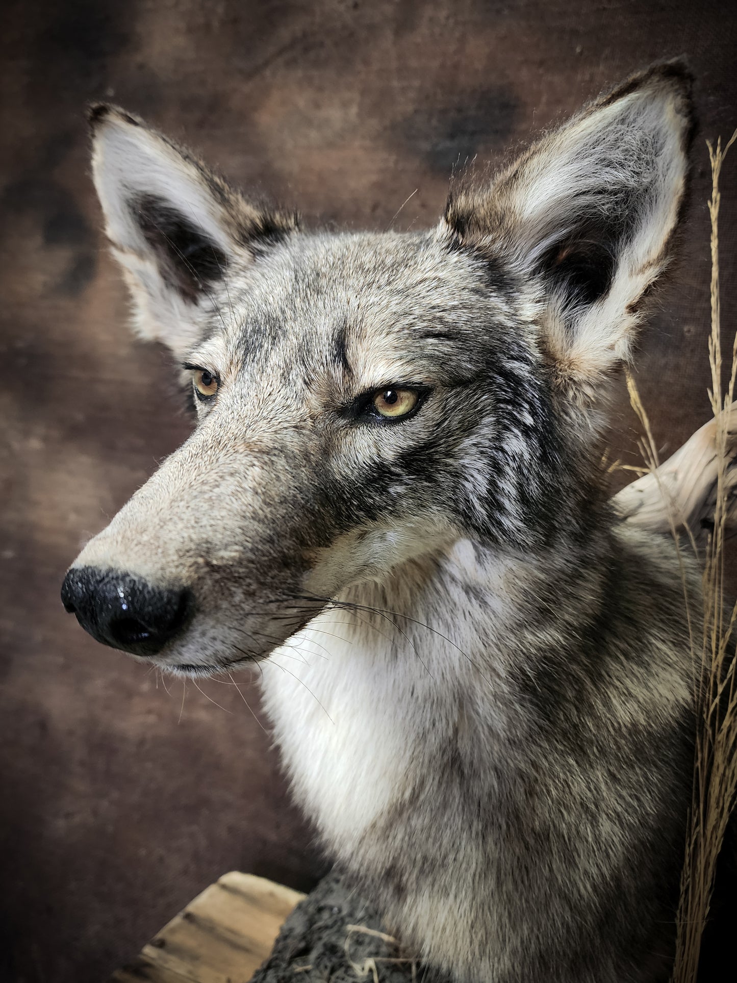 Coyote Shoulder Mount