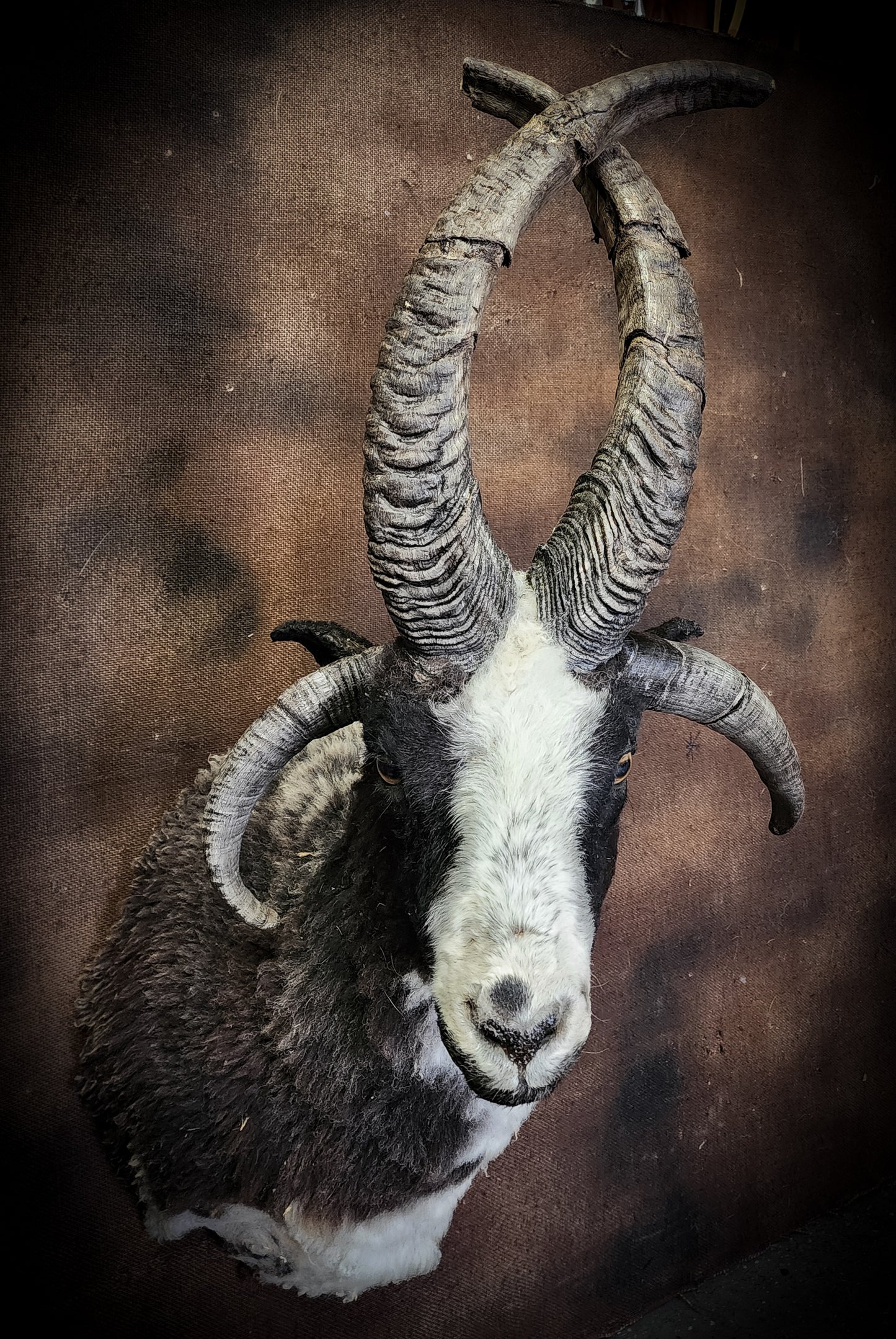 Jacob Sheep Shoulder Mount