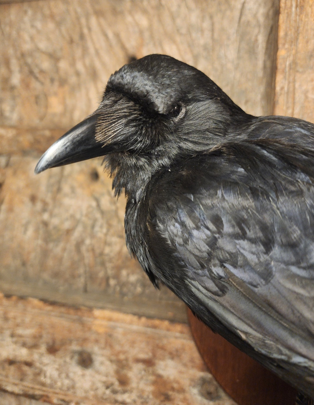 Carrion Crow Taxidermy Mount