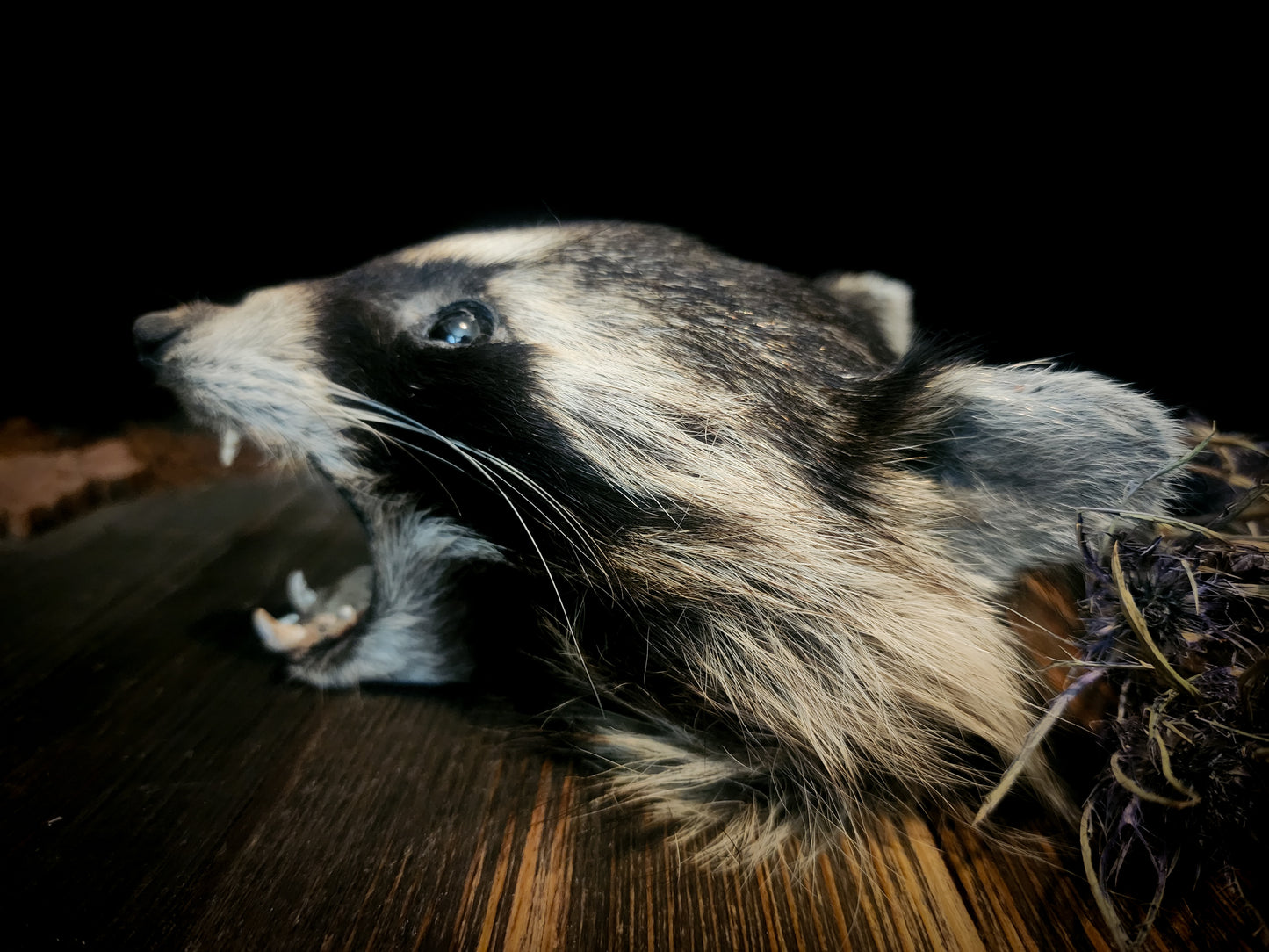 Mummified Raccoon Head