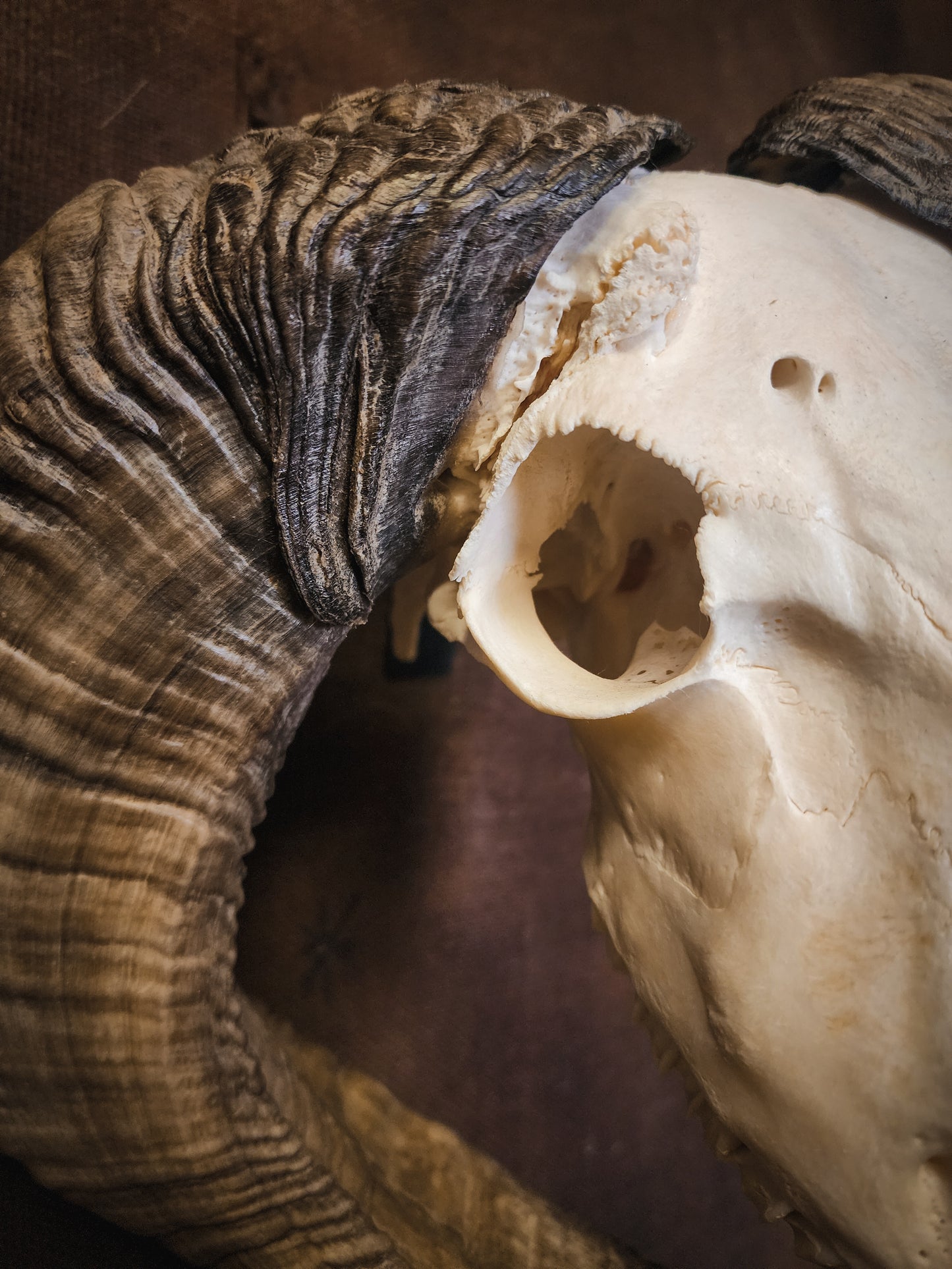 Unusual Ram Skull, Real Bone/Horns