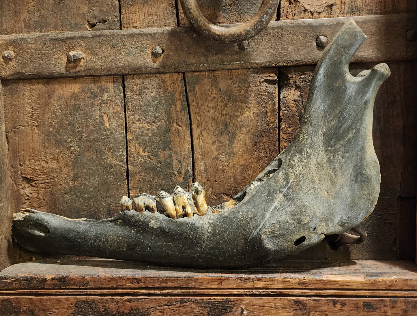 Fossilized Bison Mandible