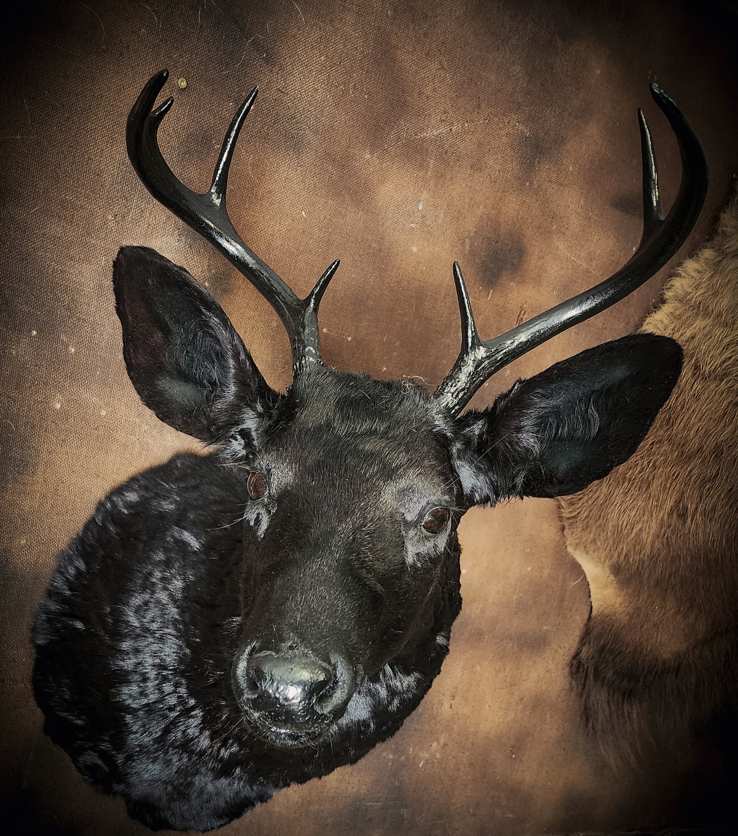 Black Deer Taxidermy Mount