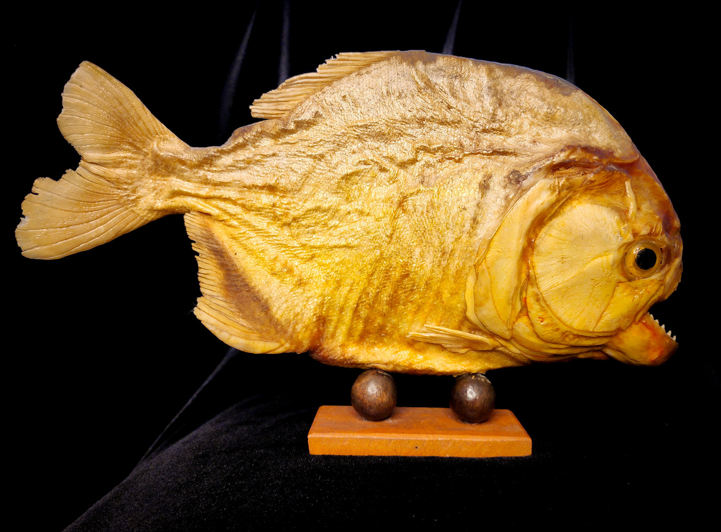 Large Vintage Taxidermy Piranha