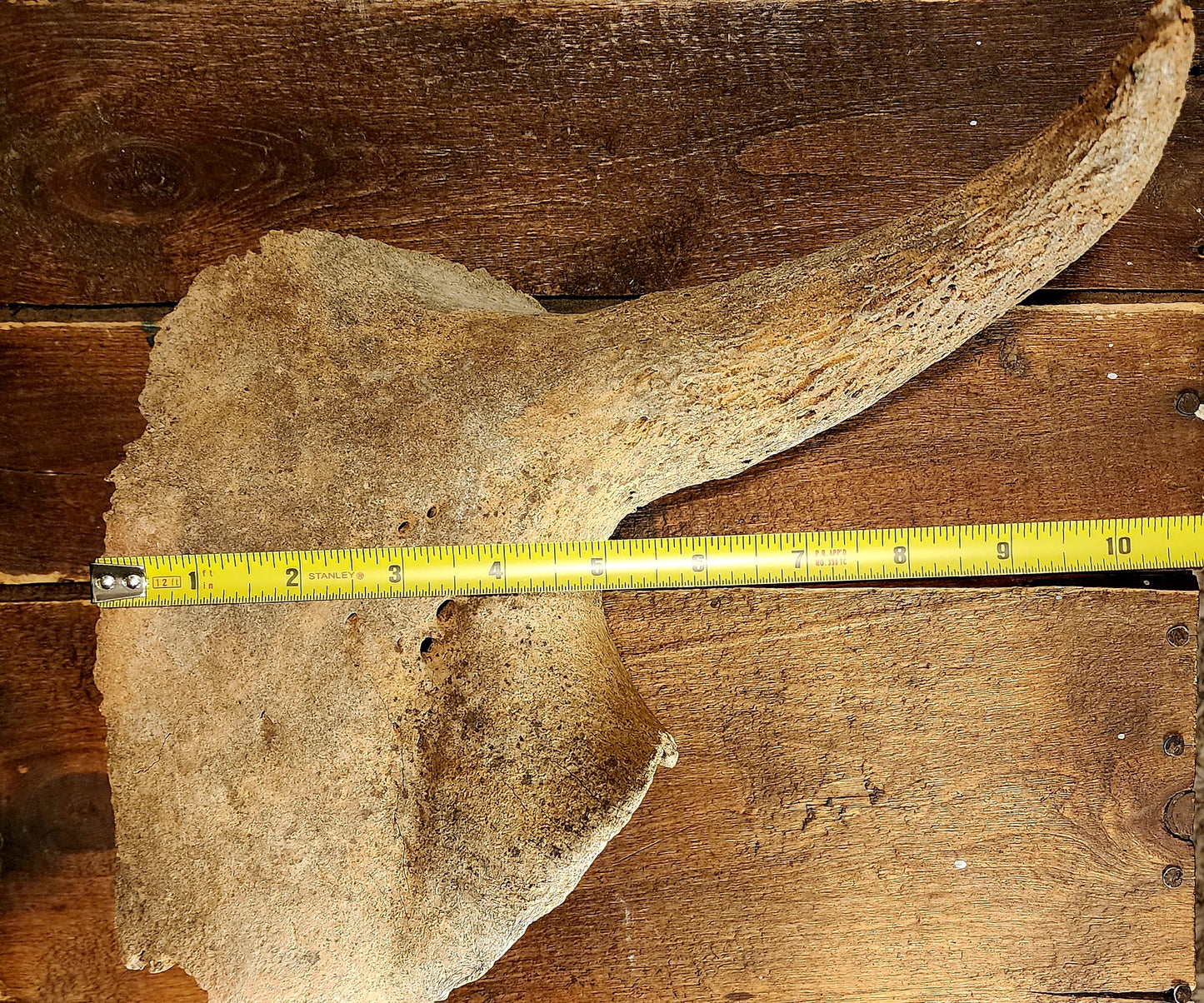 Fossilized Bison Skull Cap