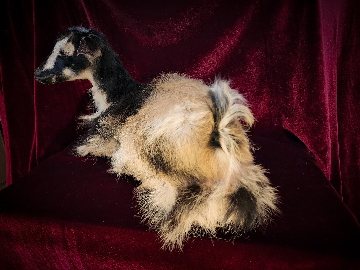 Full Body Baby Goat Taxidermy Mount