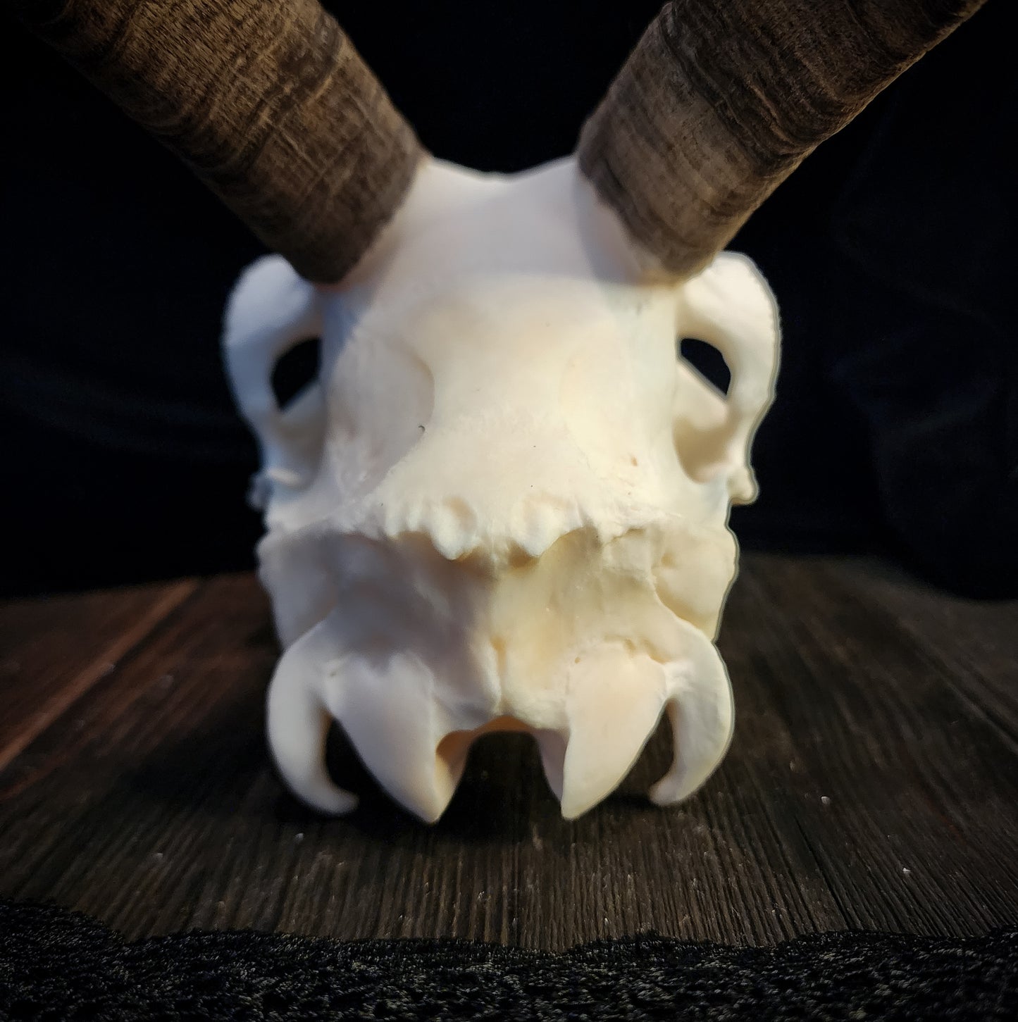 Goat Skull, Real Bone