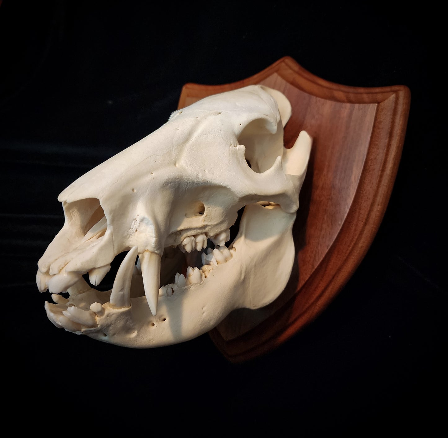 Javelina Skull Mount, Real Bone