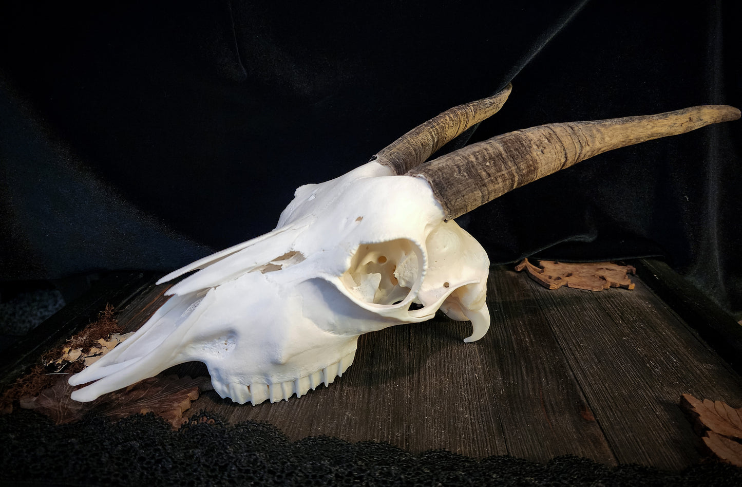 Goat Skull, Real Bone
