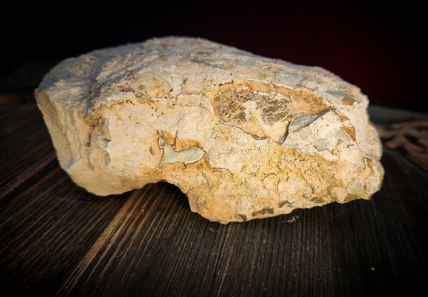 Fossilized Oreodont Partial Skull
