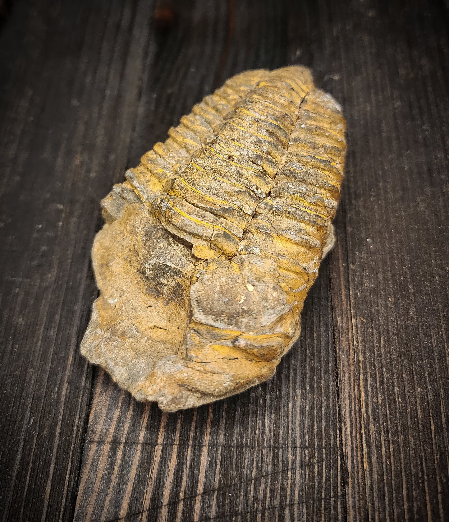 Trilobite Fossil