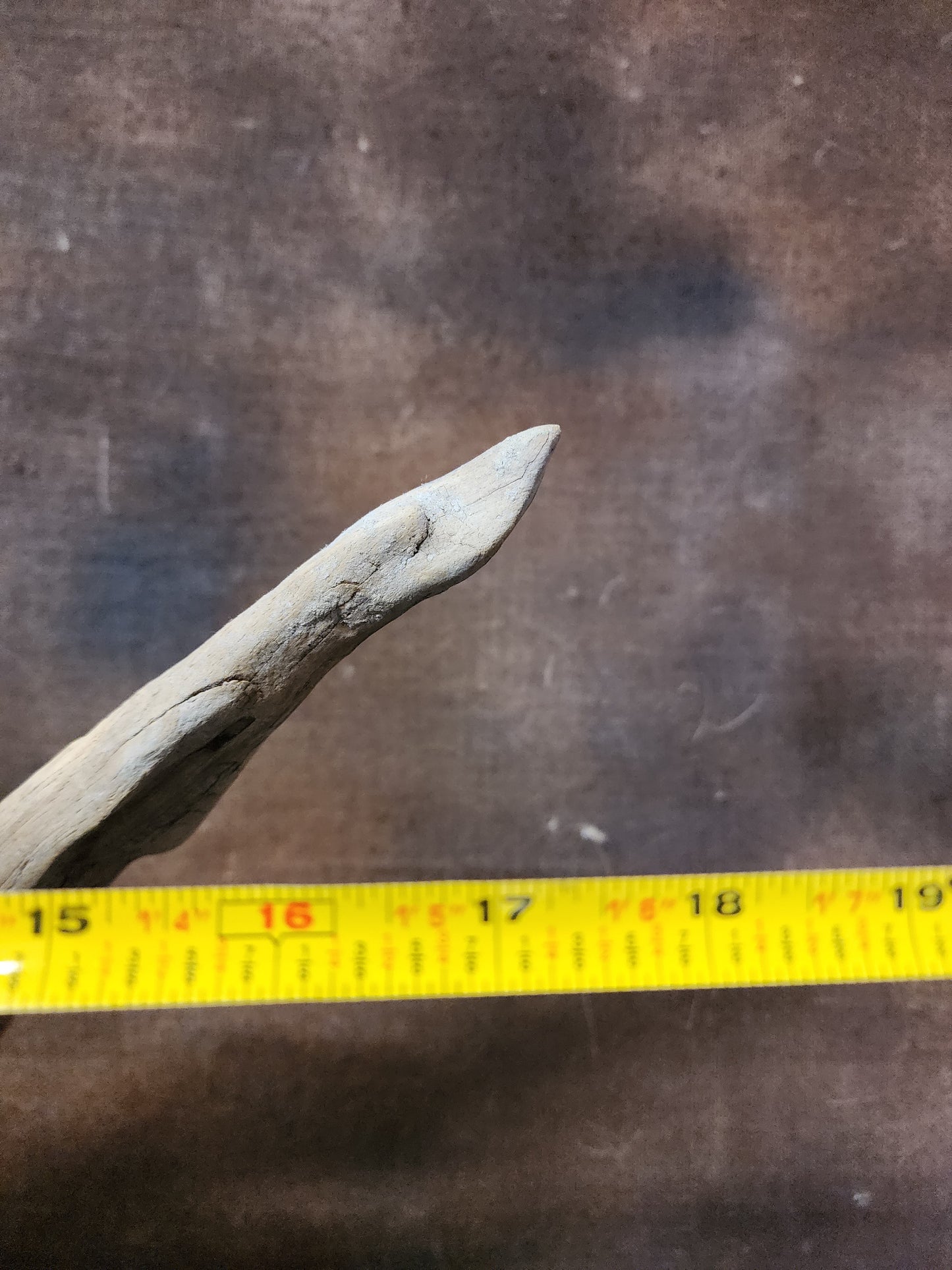 Coyote Shoulder Mount