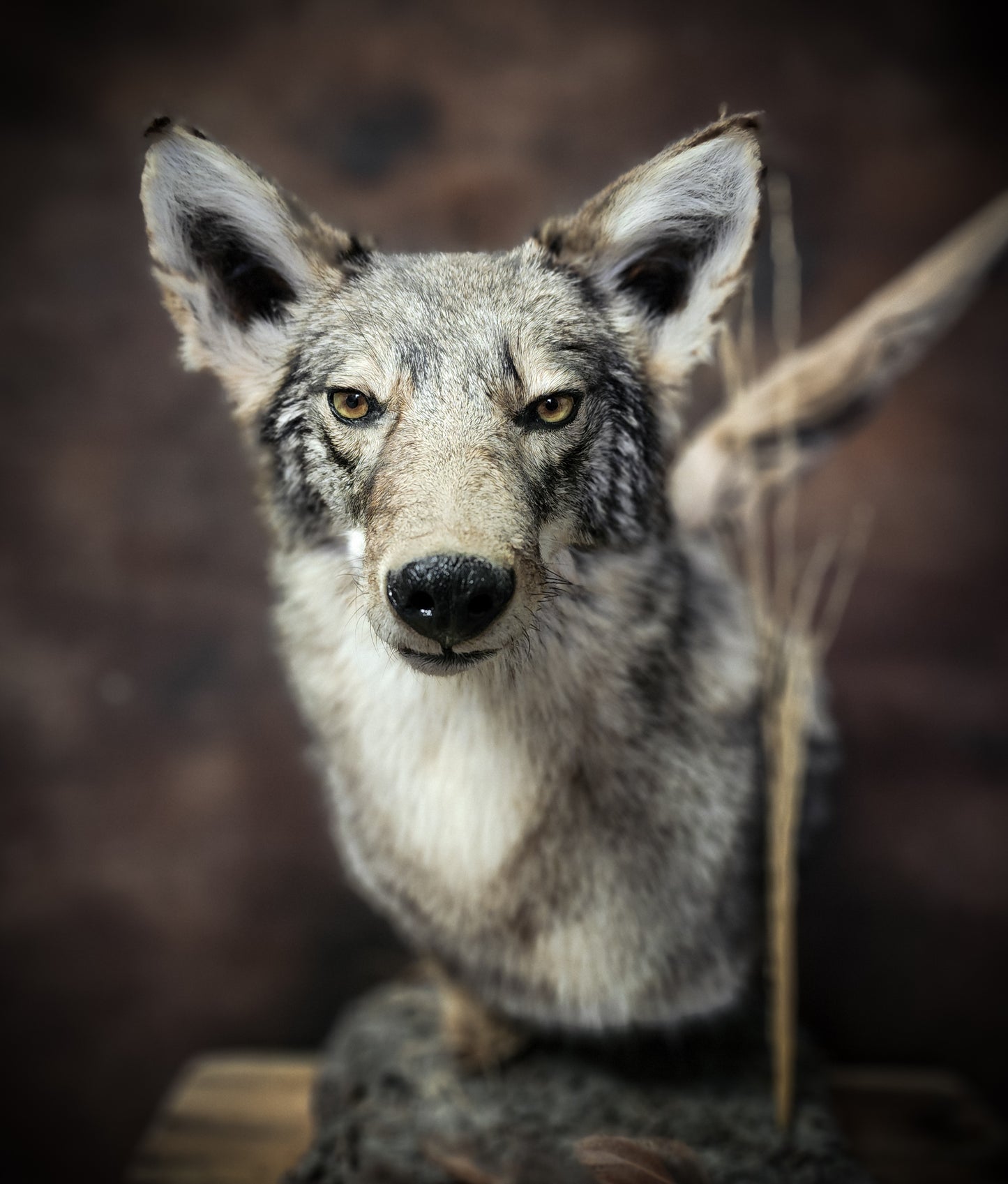 Coyote Shoulder Mount