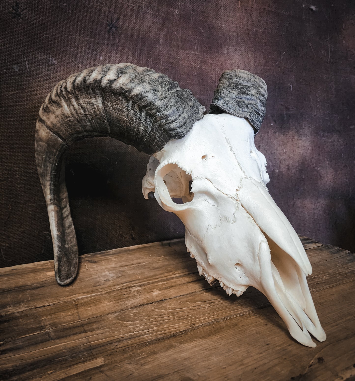 Authentic Ram Skull