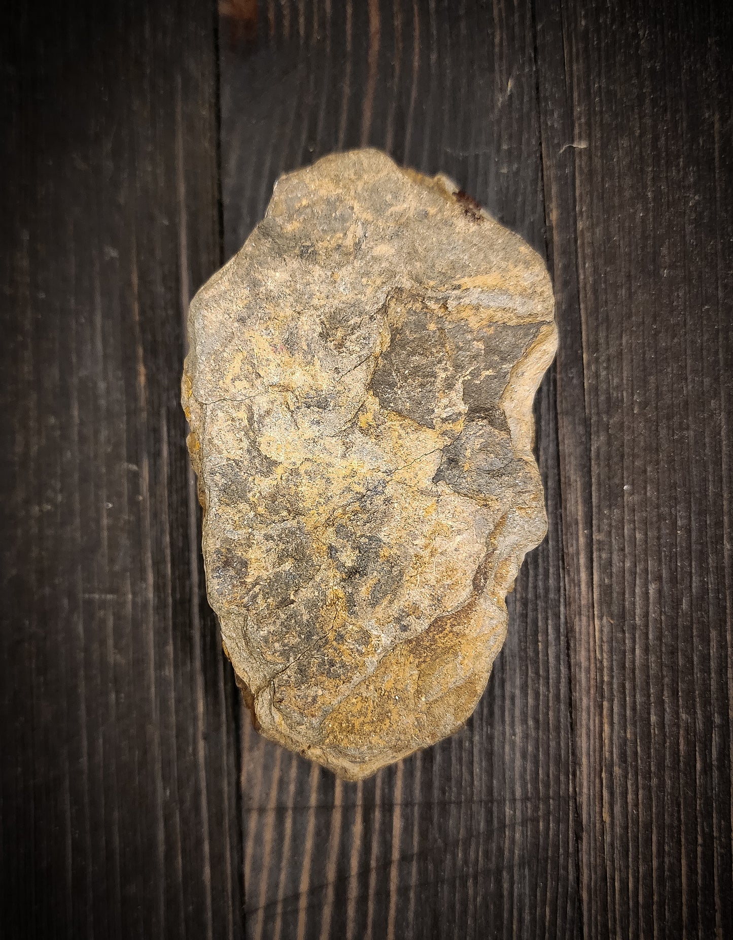 Trilobite Fossil