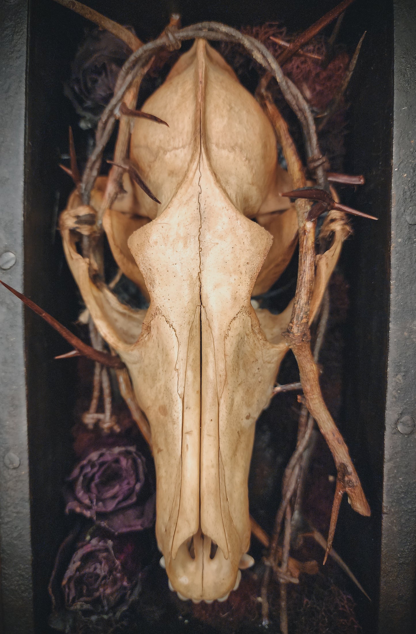 Coyote Display