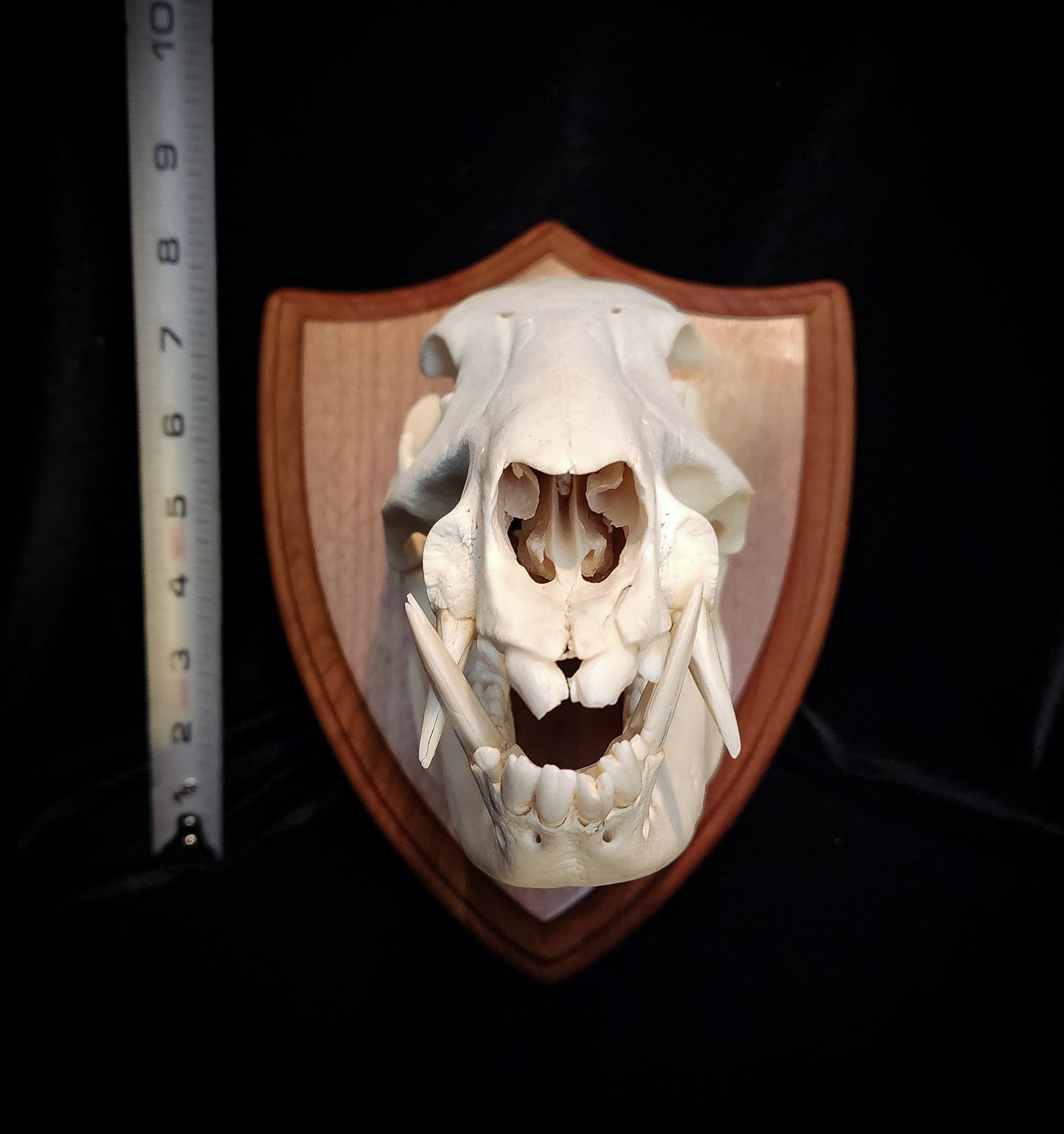 Javelina Skull Mount, Real Bone