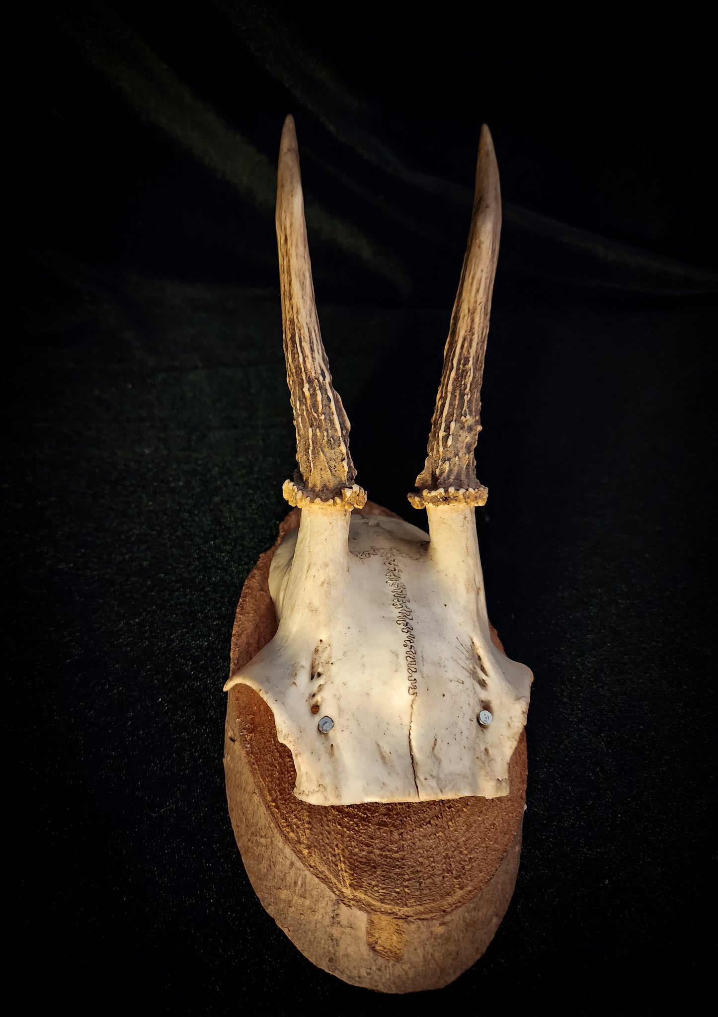 Three Vintage Roe Deer Antler Plaques