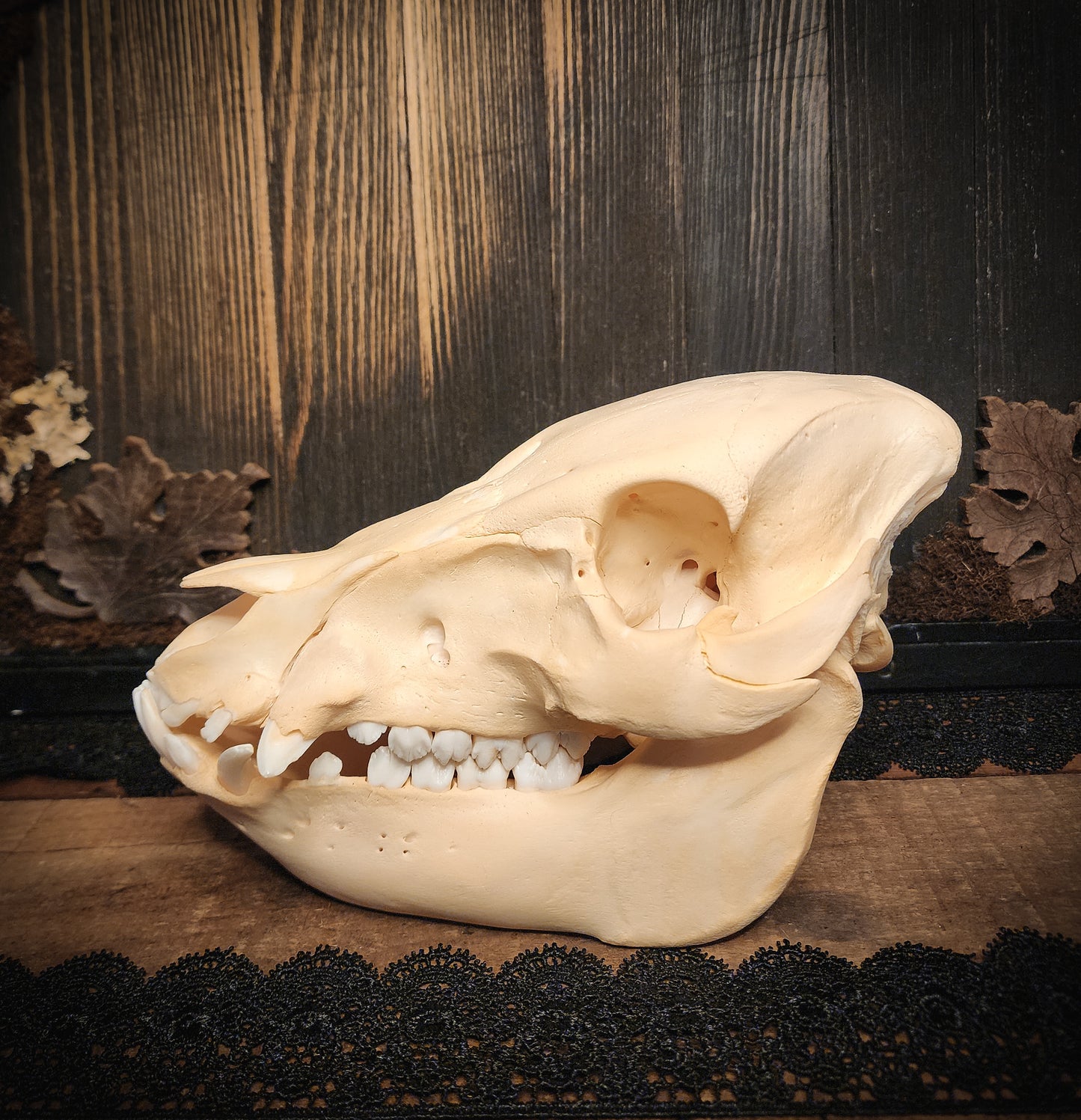 Hog Skull, Real Bone